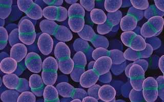 Enterococcus faecalis (энтерококк фекальный)