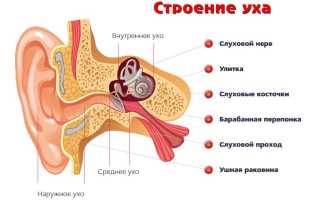 Попадание воды в ухо – первая помощь взрослым и детям